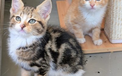Francesca’s kittens