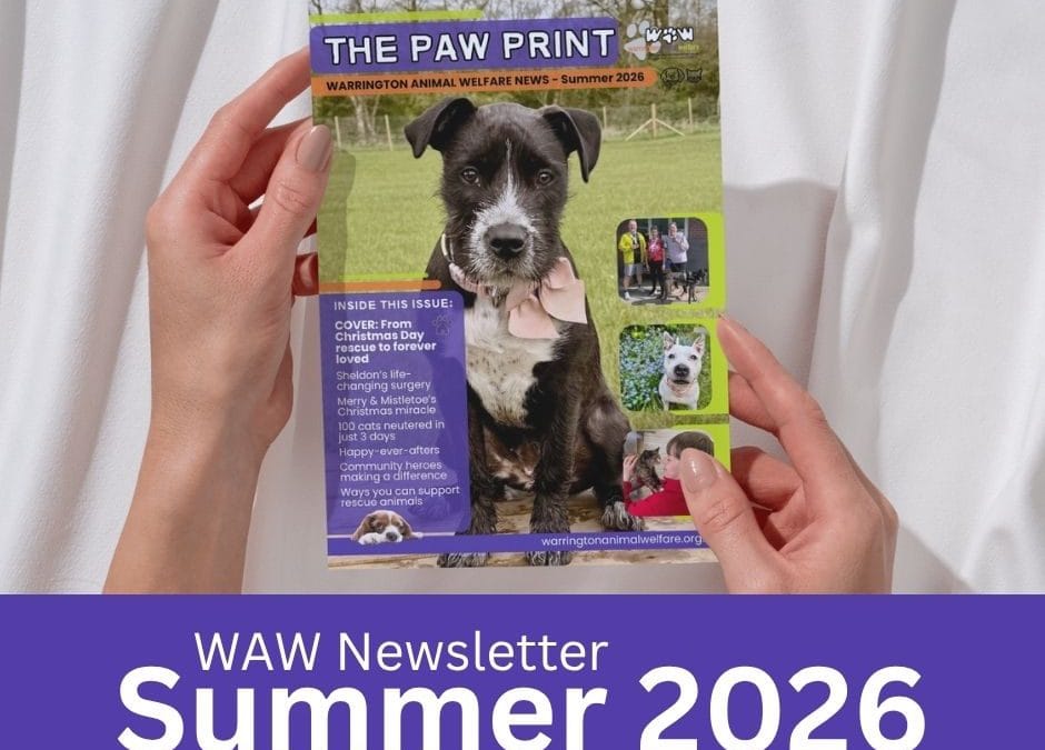 WAW Summer 2026 Newsletter – OUT NOW!