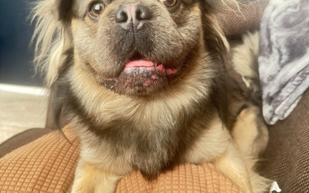 Winston