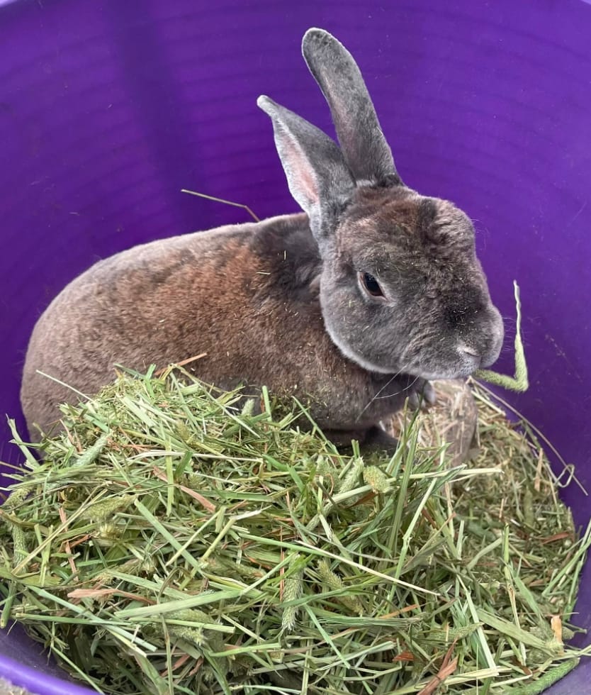 Rufus — photo 2
