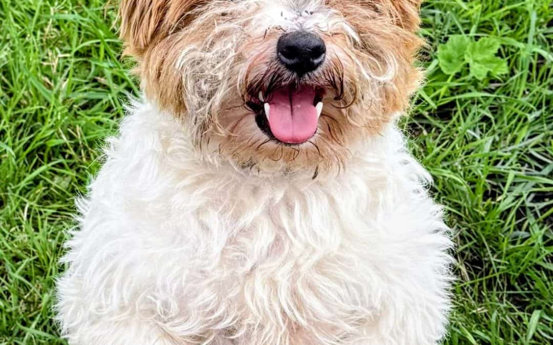 Gino
