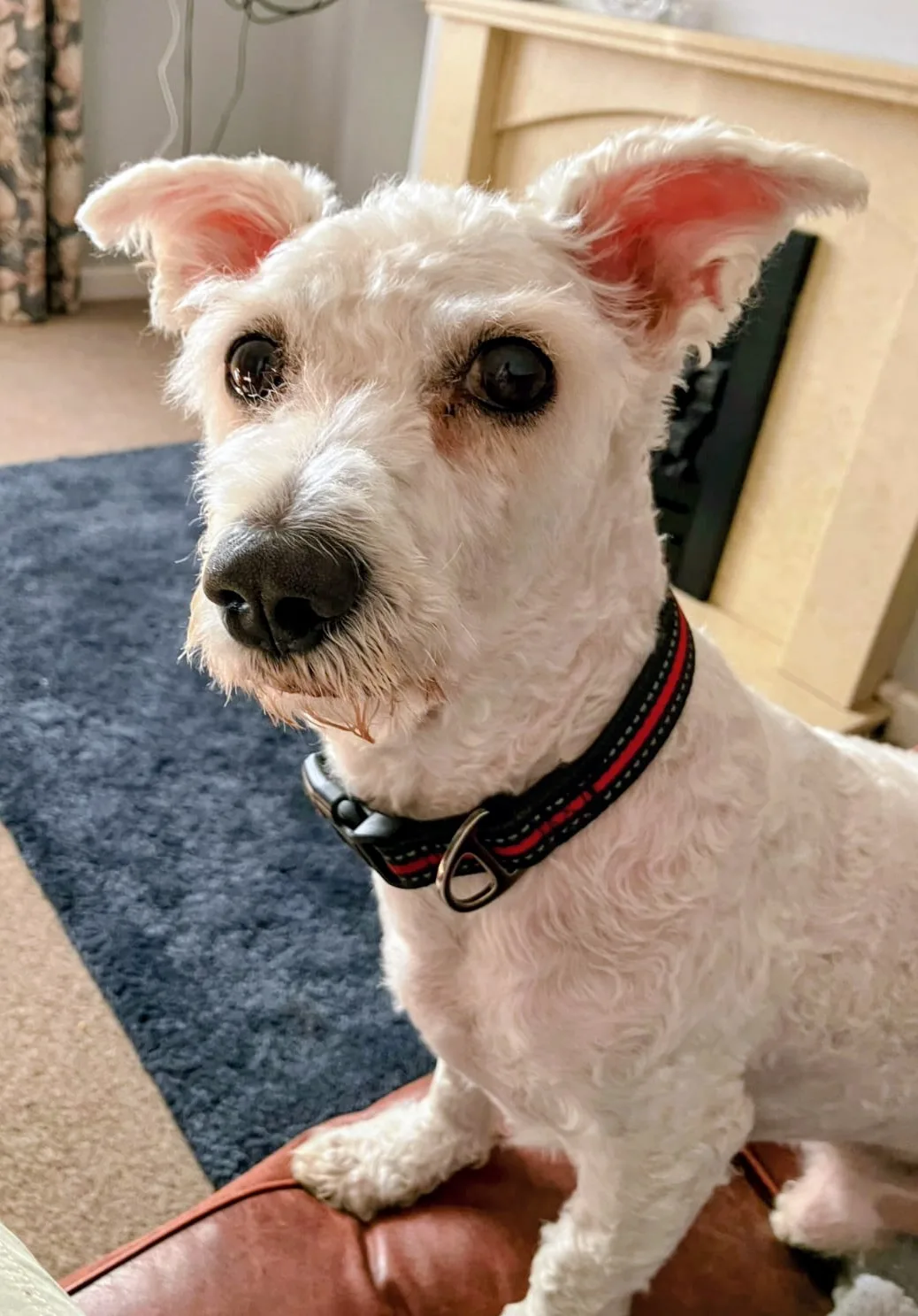 Bobby, a 7 years old male Bichon Frise X available for adoption from Warrington Animal Welfare in Cheshire