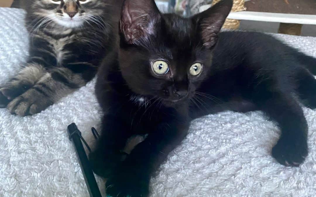 Ebony & Max