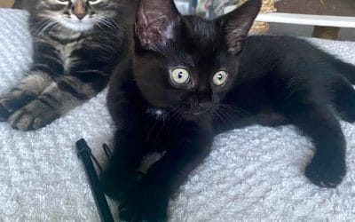 Ebony & Max