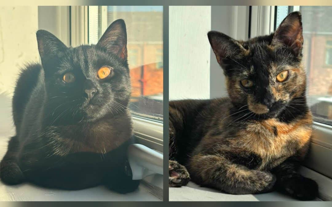 Zuzu & Leo