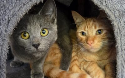 Bluebell & Chip