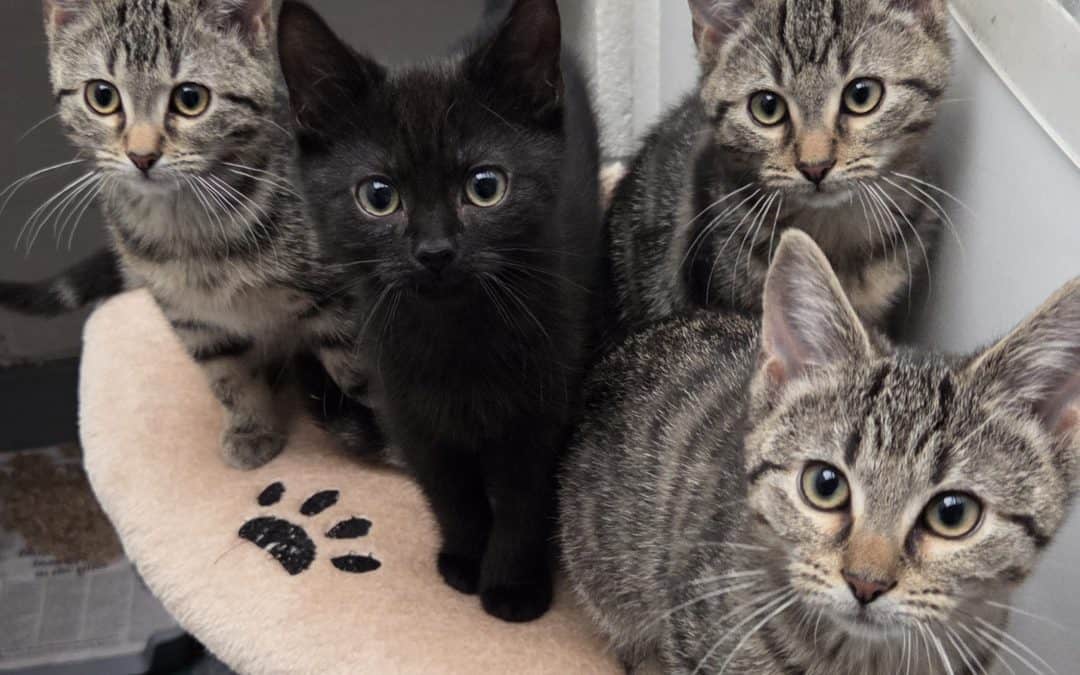 Kenny & Roger (Dolly & Jolene reserved)