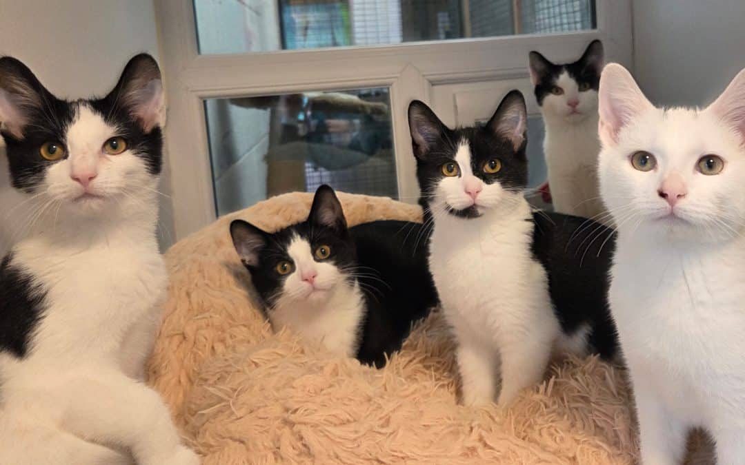 Cliff, Richard, Marvin, Zara & Hank