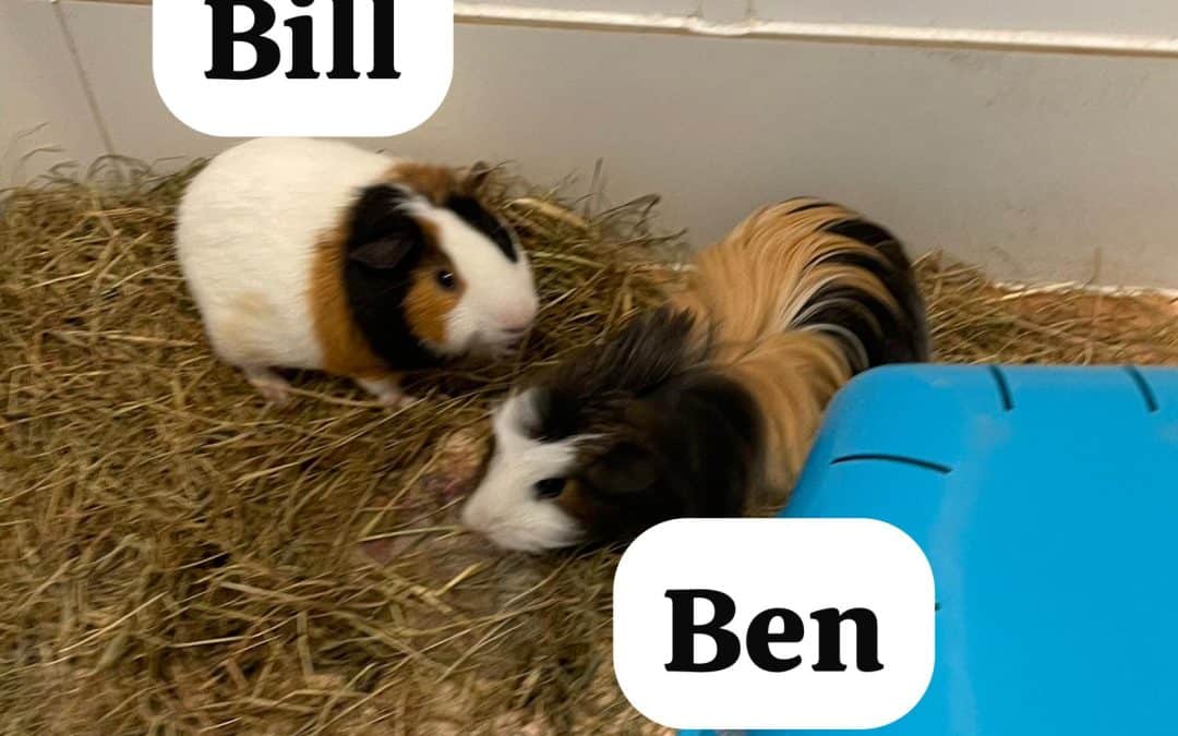 Bill & Ben