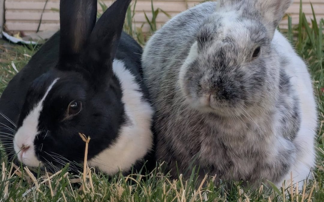 Dotty and Dusty