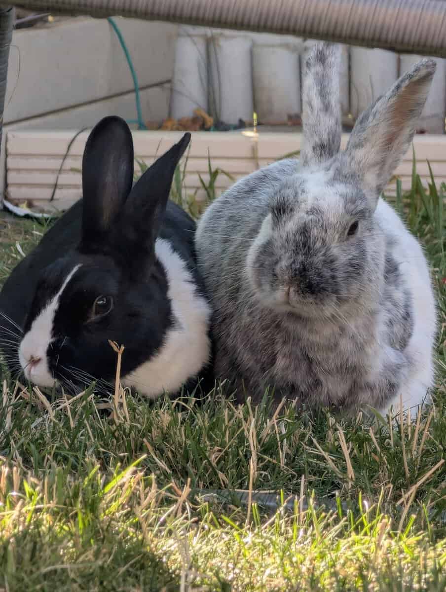 Dotty & Dusty — photo 1