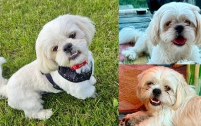 Hugo pays the price: puppy bought from large-scale Warrington seller now needs £12,000 surgery