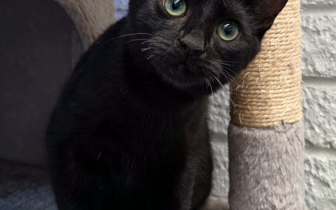 Brutus