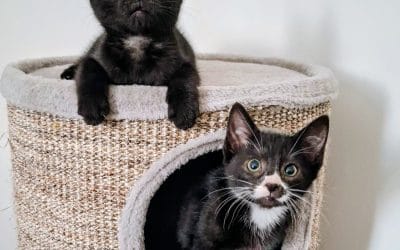 Dora & Diego