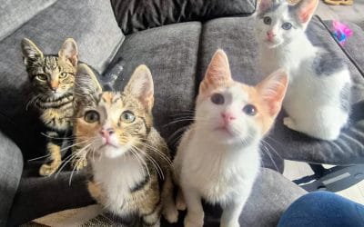 Teddy & Lucy (Allan & Wesley adopted)