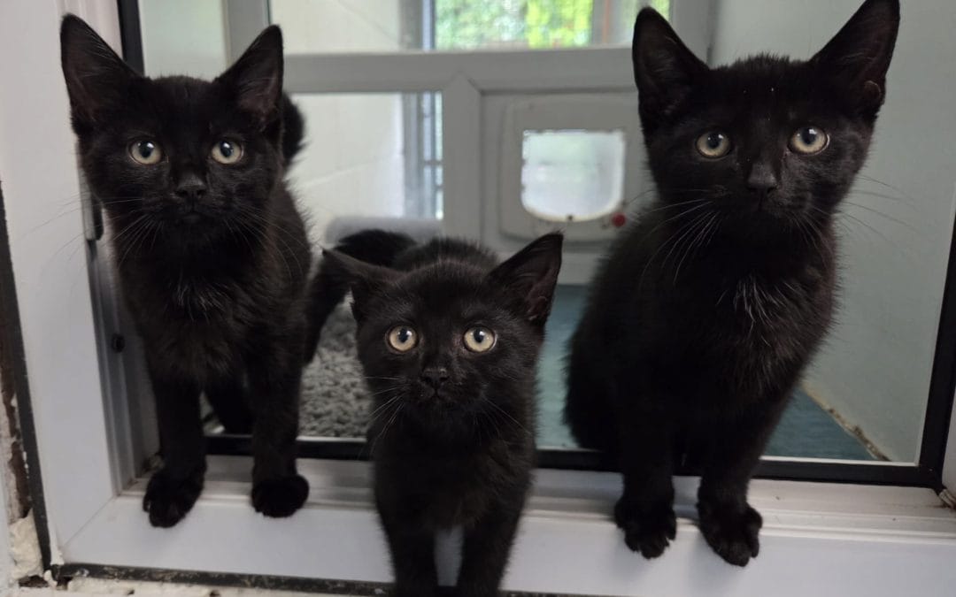 Winston, Rosie & Josh