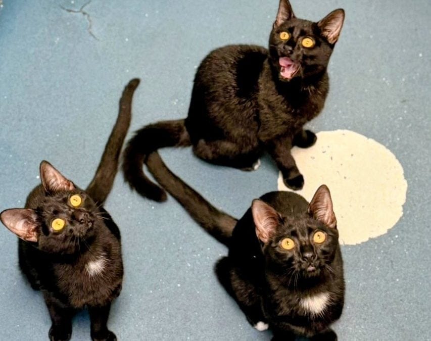 Tootsie, Twinkle & Simba