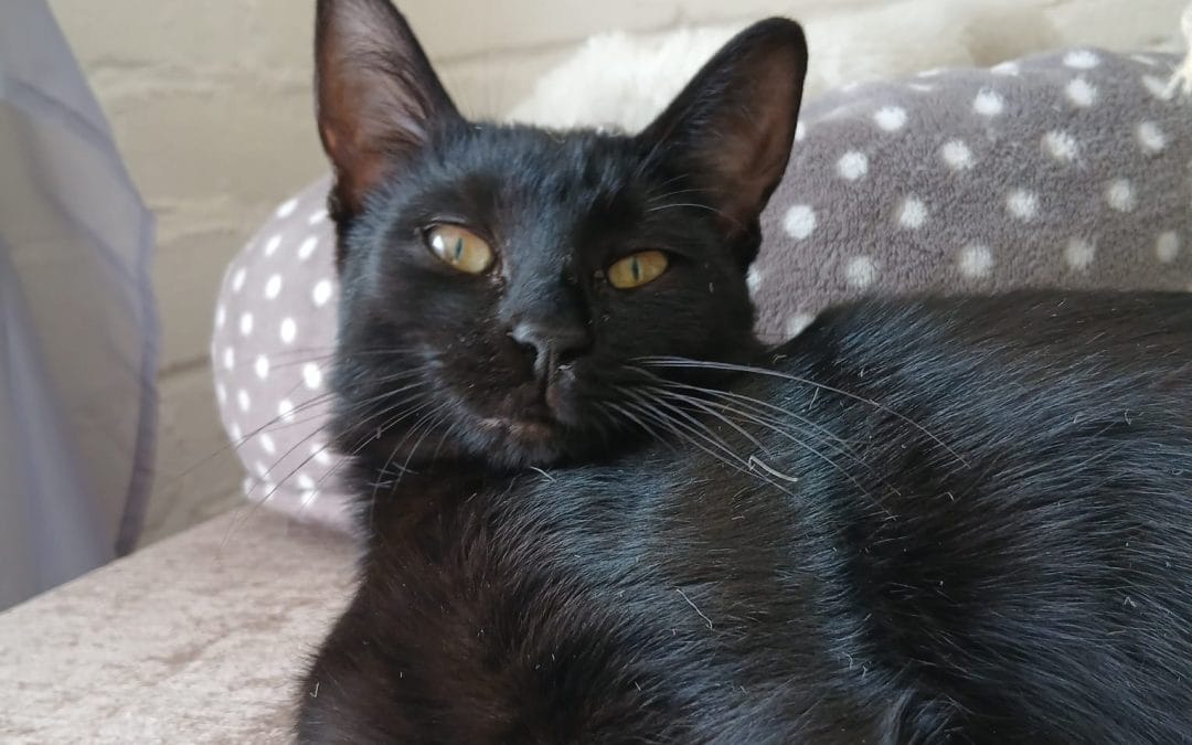 Luna