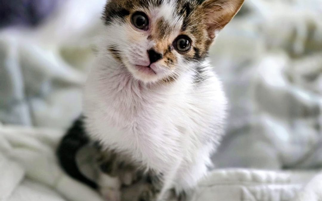 Biscuit