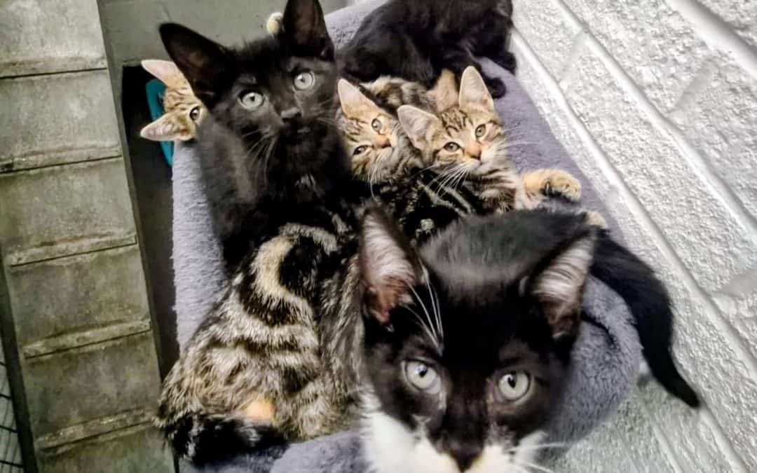 Blossom, Benny, Buttercup, Bruce, Bubbles & Buster