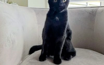 Kobie