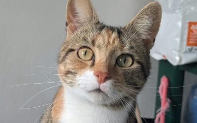 Francesca