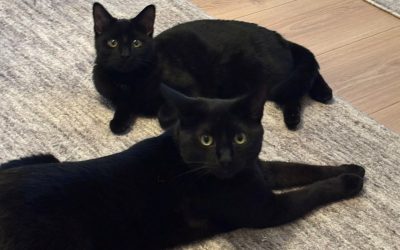 Raven & Kobie