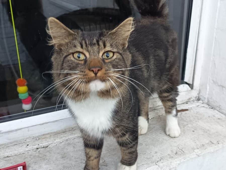 Oscar