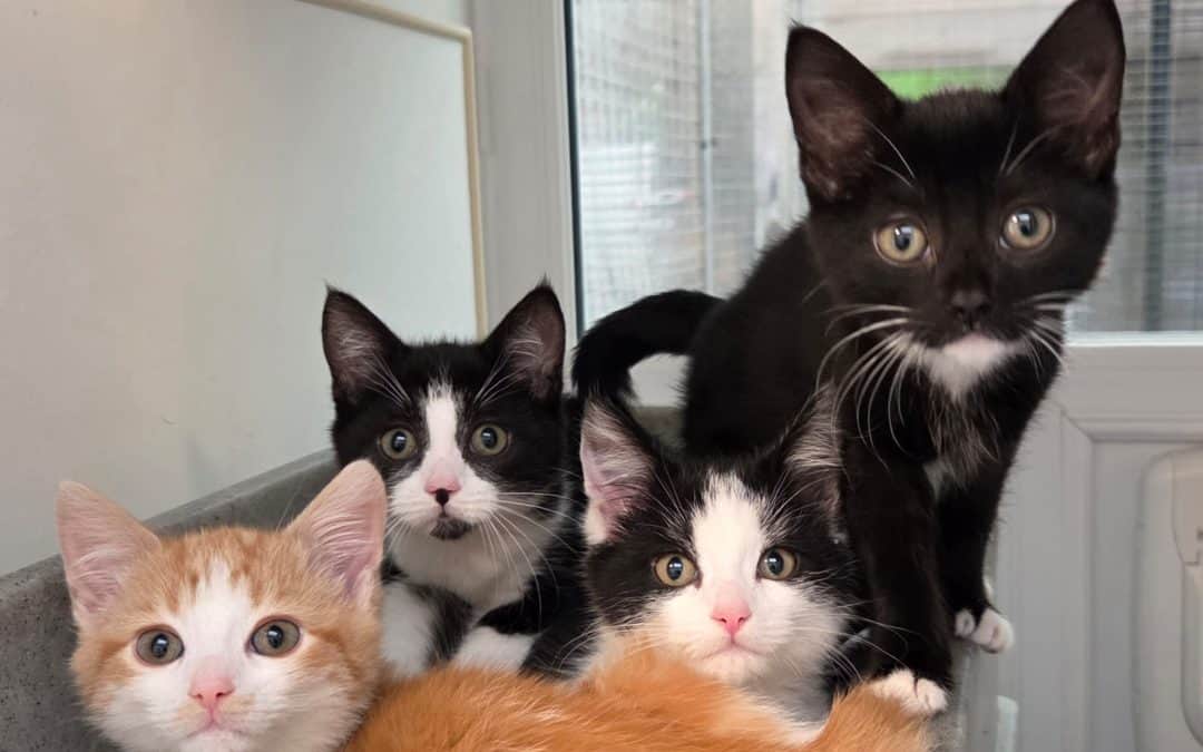 Benjamin, Jemima, Peter & Beatrix