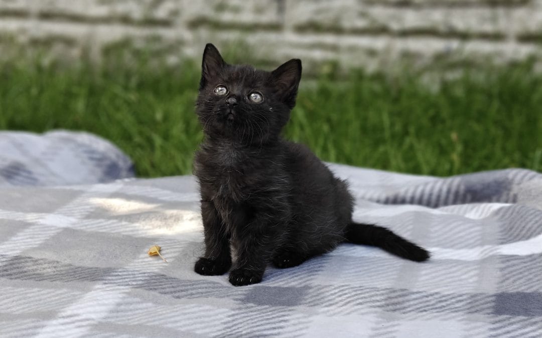 Suki