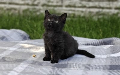Suki