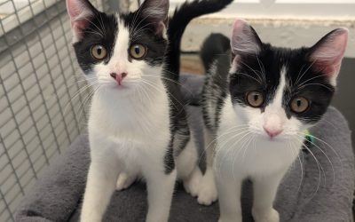 Elsa’s kittens (two on left reserved)