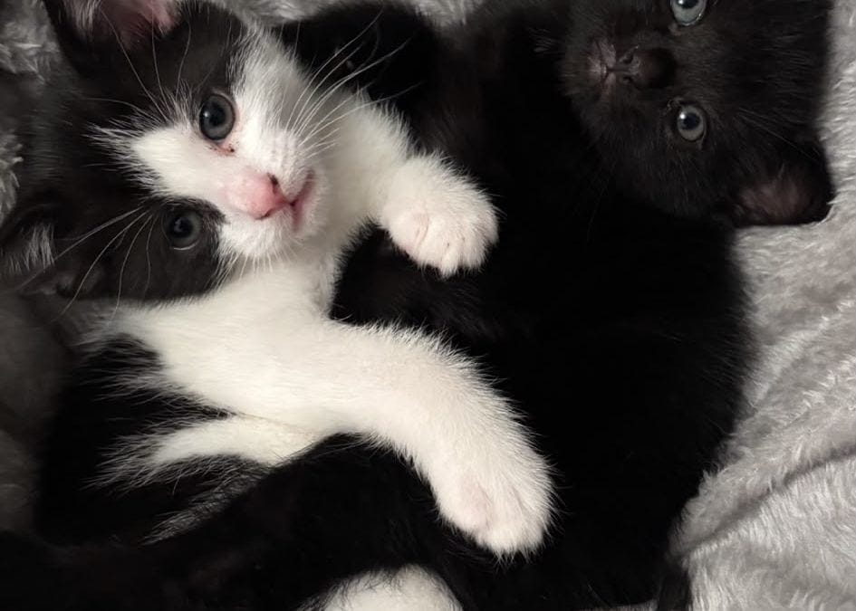 Ellie & Eddie, Peaches & Crash