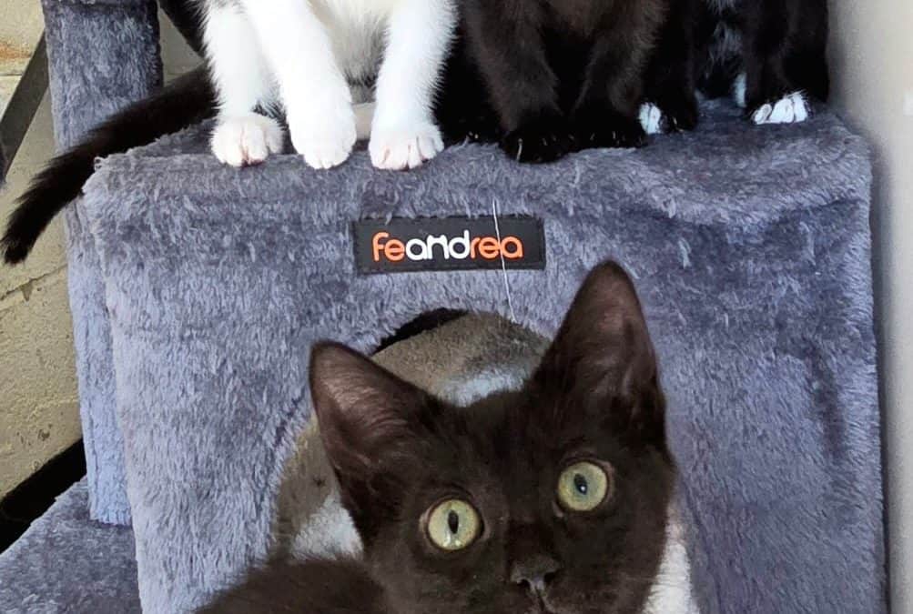 Ruby, Richard, Ralph & Rupert
