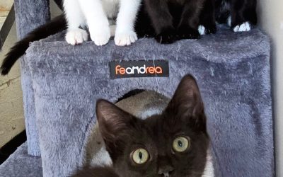 Ruby, Richard, Ralph & Rupert