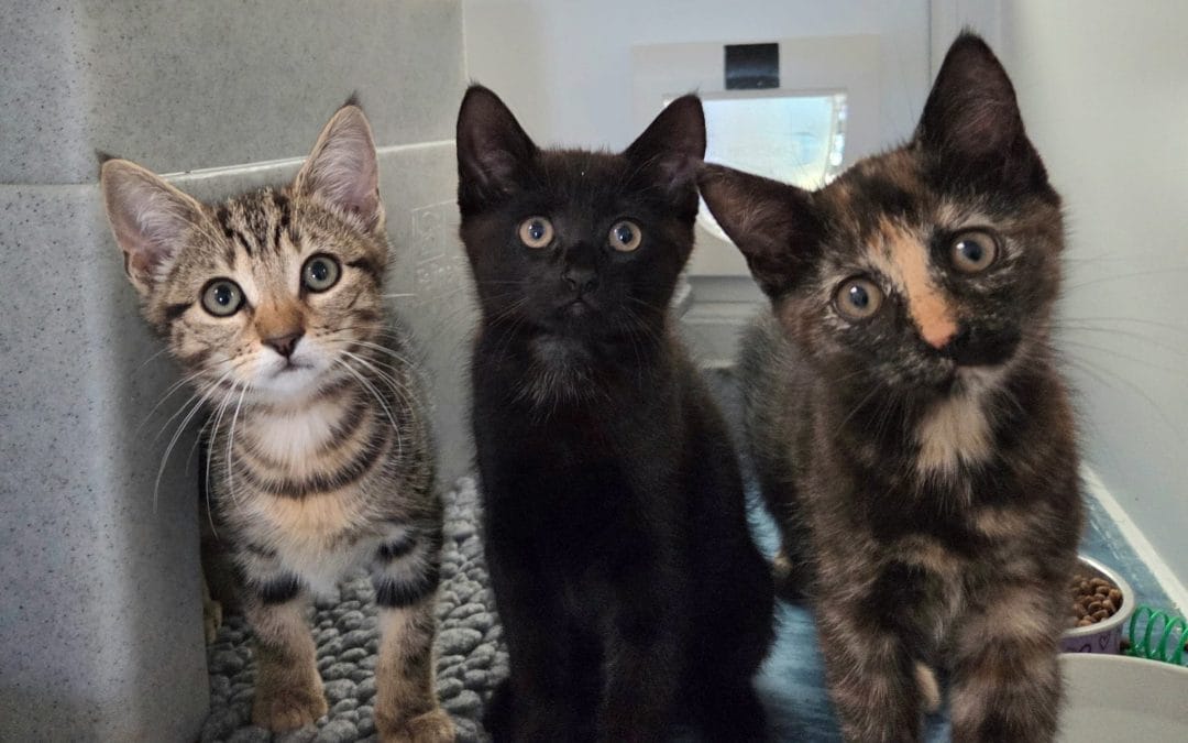 Maisie, Mitsy & Pancake