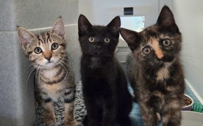 Maisie & Pancake (Mitsy adopted)