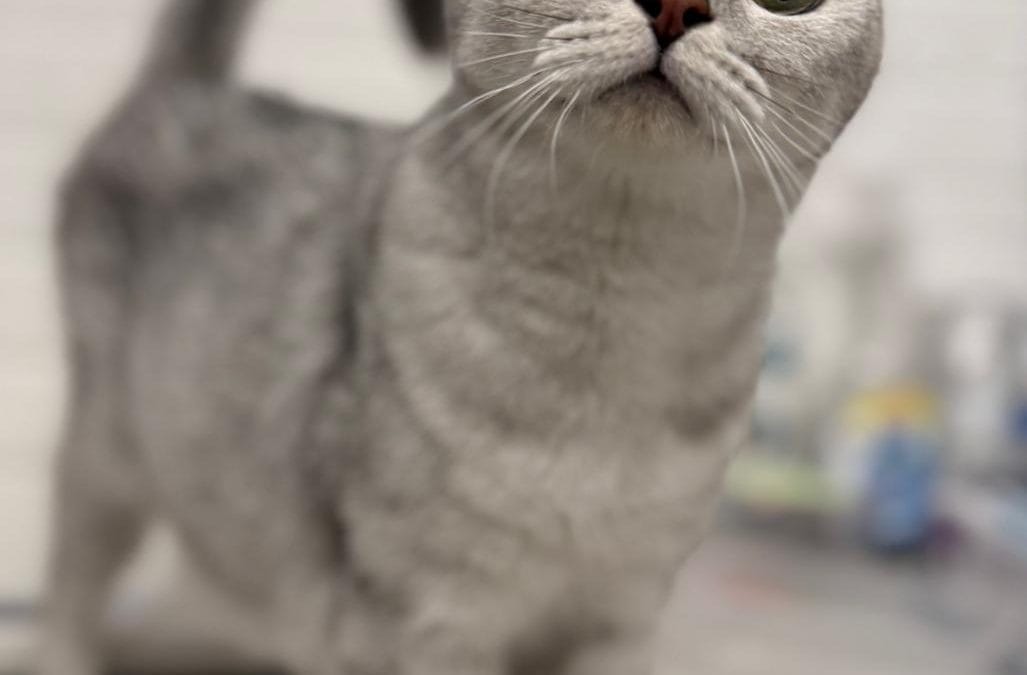 Chibbi