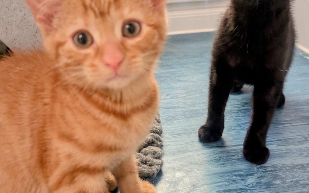 Cheeto & Nak