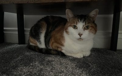 Smudge