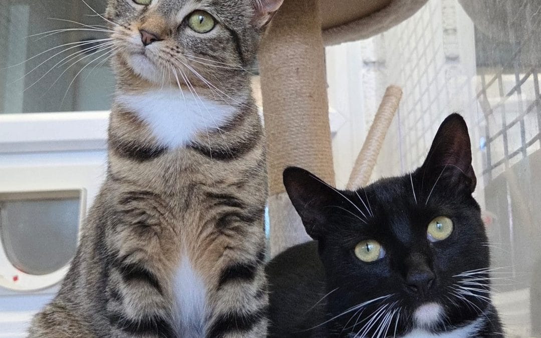 Krystal & Whiskers