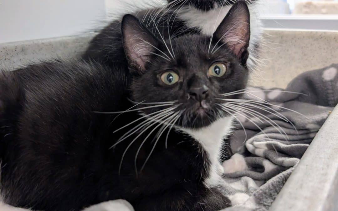 Cordelia & Othello (Portia and Macbeth adopted)