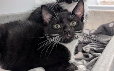 Cordelia & Othello (Portia and Macbeth adopted)