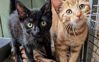 Murphy & Mittens