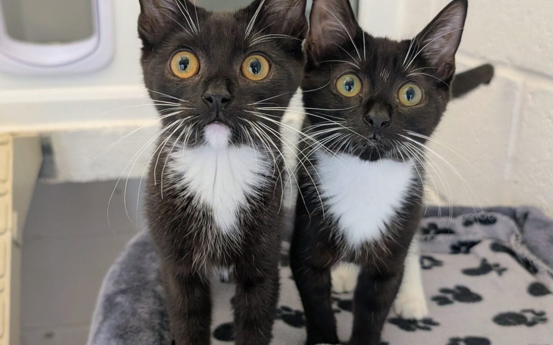 Hamish & Harry