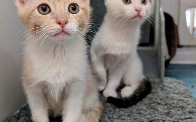 Horatio & Caine