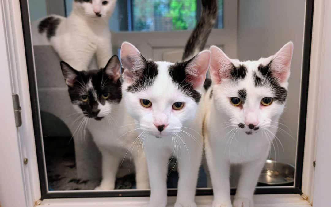 Biscuit, Waffle, Pickle & Mochi (Cookie & Truffle adopted)