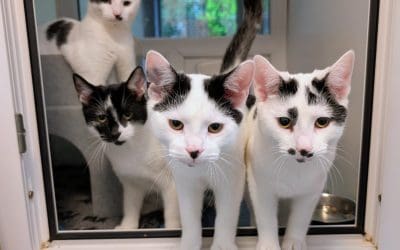 Biscuit, Waffle, Pickle & Mochi (Cookie & Truffle adopted)