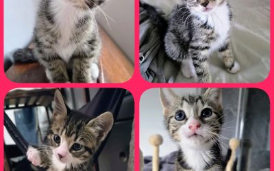 Rocky, Eva, Xena, Phae