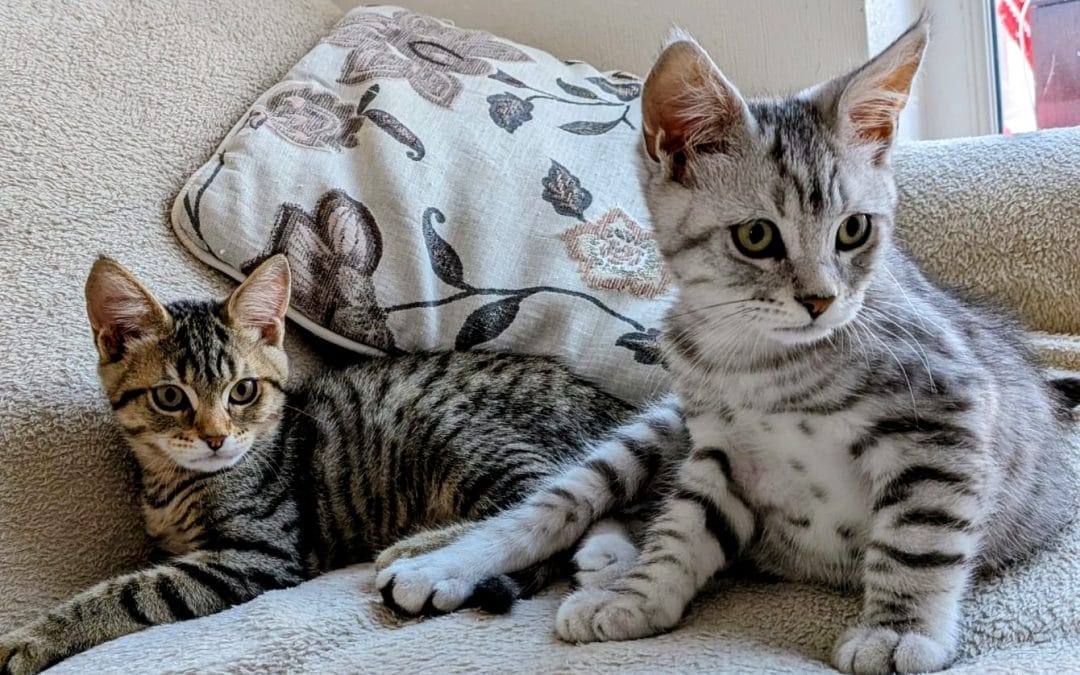 Cefni & Taff